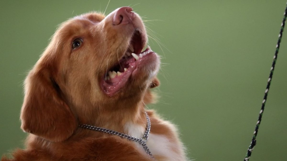 ABD'de, kuduz nedeniyle 100'den fazla ülkeden köpek ithali yasakladı
