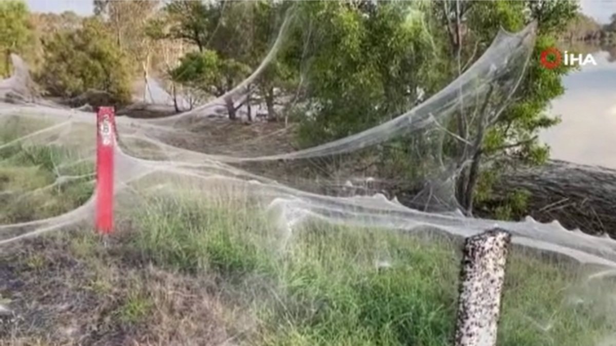 Avustralya’da sel suları çekildi, örümcek ağları ortaya çıktı