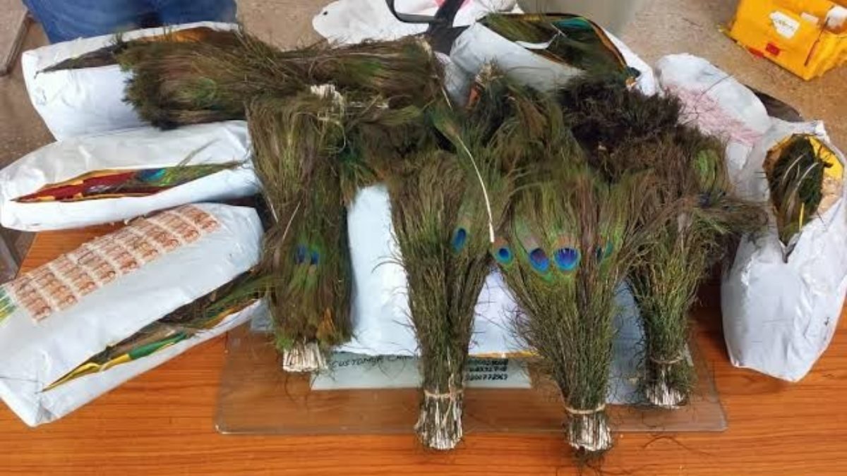 Hindistan’dan Hong Kong’a kaçırılmak istenen tavus kuşu tüylerine el konuldu