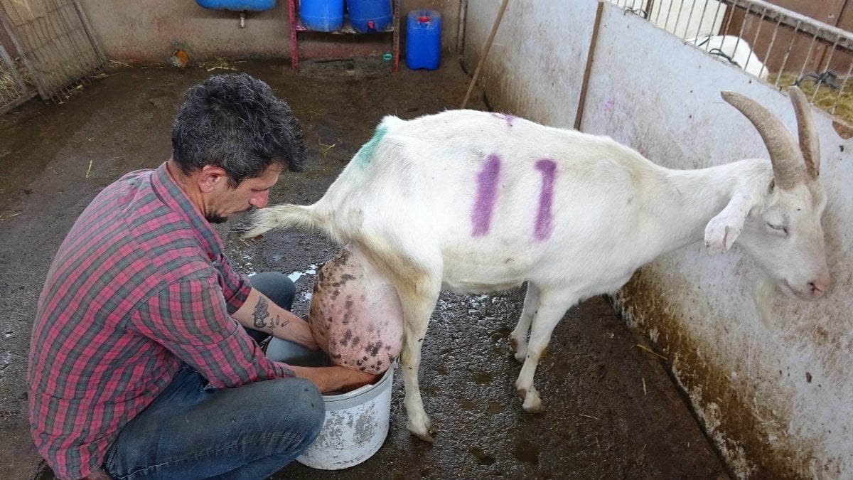 Bursa'da ağırlığının yarısı kadar süt veren keçi şaşırttı
