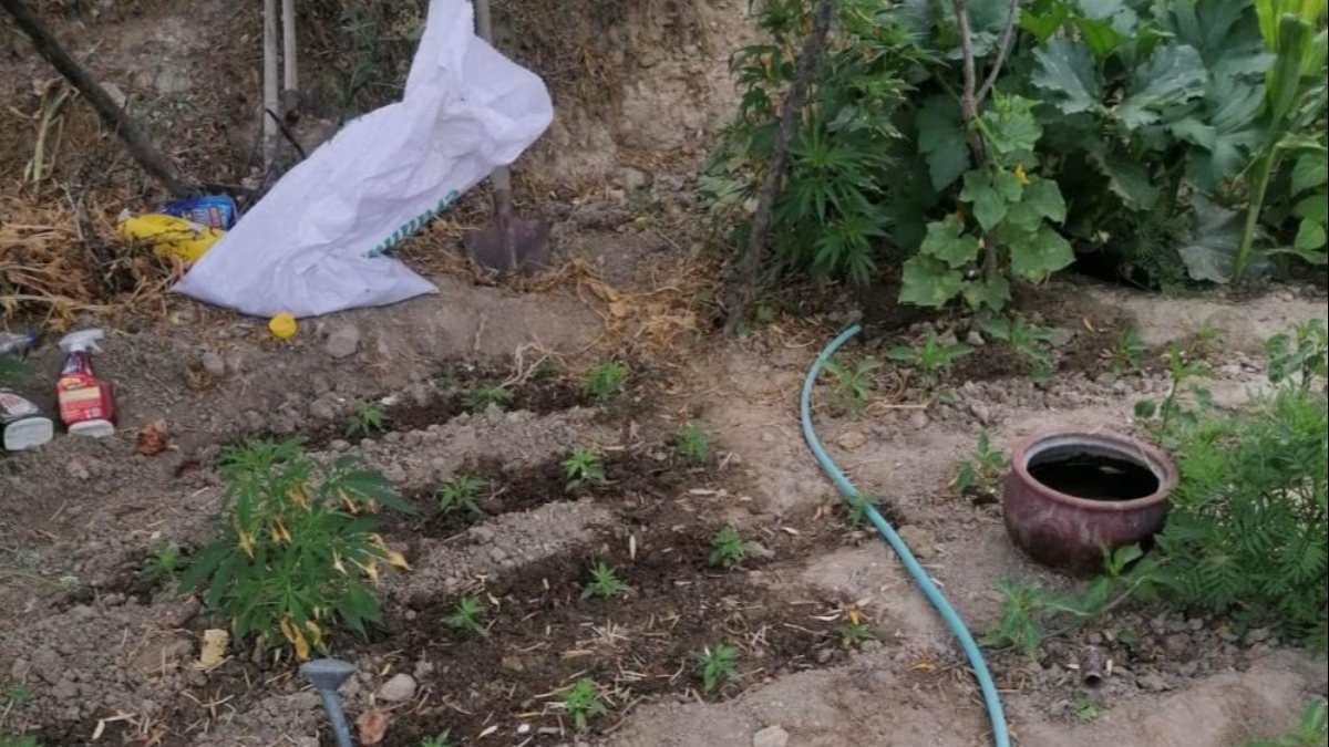 Manisa'da evinin bahçesinde kenevir yetiştiren yaşlı kadın gözaltına alındı