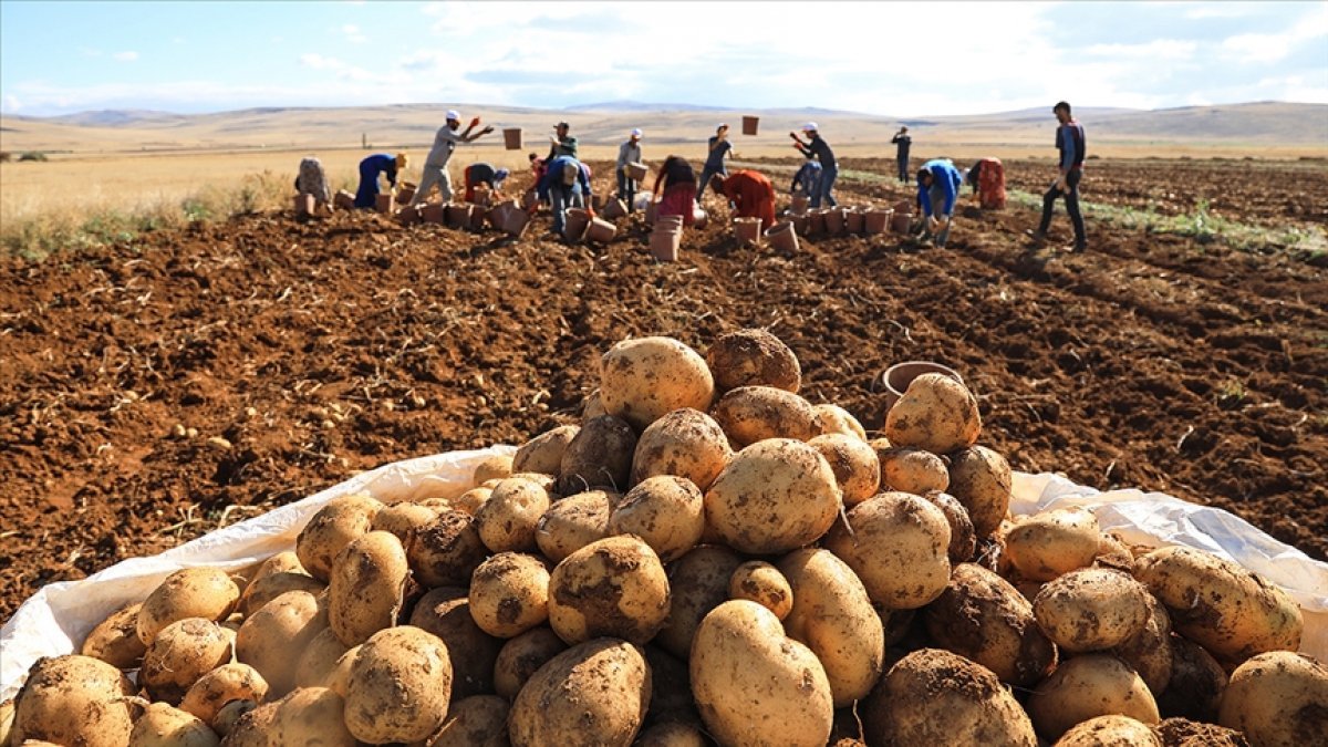 Patates üretiminin yarısından fazlasında yerli tohum kullanılıyor