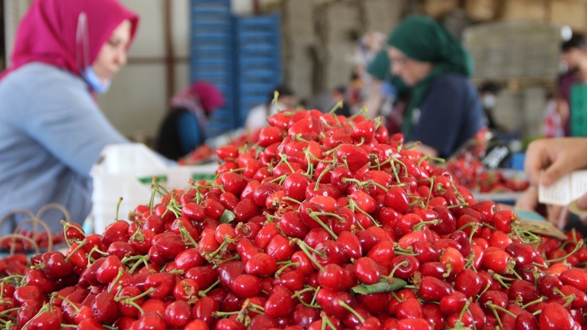 Türkiye'nin yaş meyve ve sebze ihracatı mayısta yüzde 27 arttı