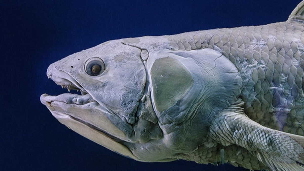 100 yıla kadar yaşayabilen balık: Coelacanth