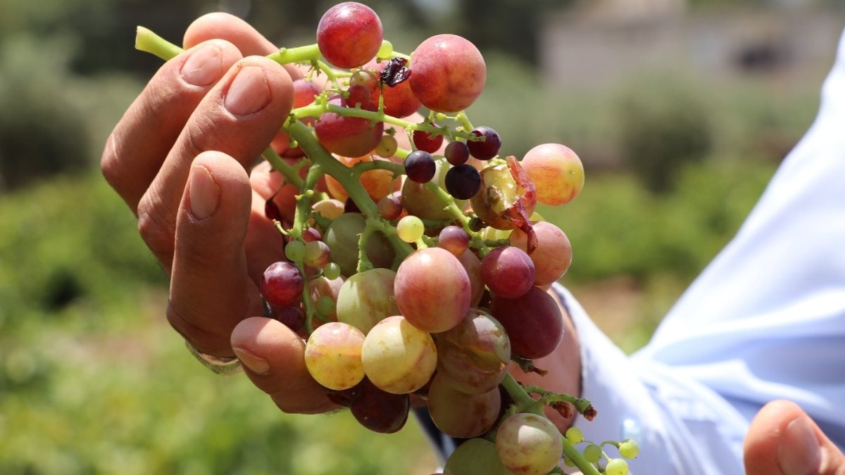 Gaziantepli çiftçi üzüm hasadı için gün sayıyor
