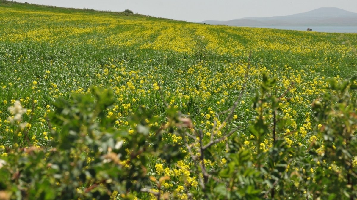 Kars'ın tarlalarını sarı çiçekler kapladı