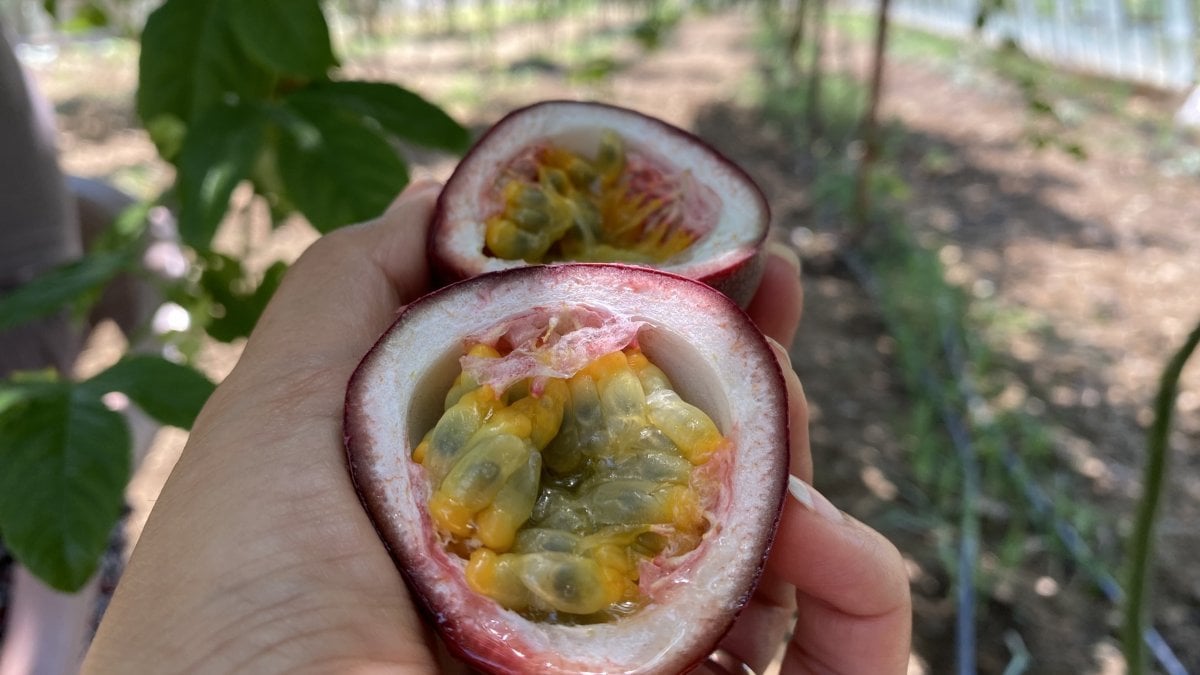 Antalya'da şifa niyetine ektiği passiflora meyvesinin ticaretini yapıyor