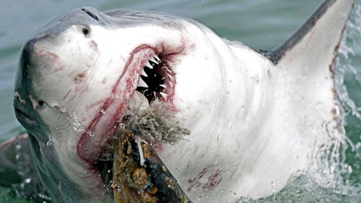 ABD'de köpek balığı, sörfçüye saldırdı