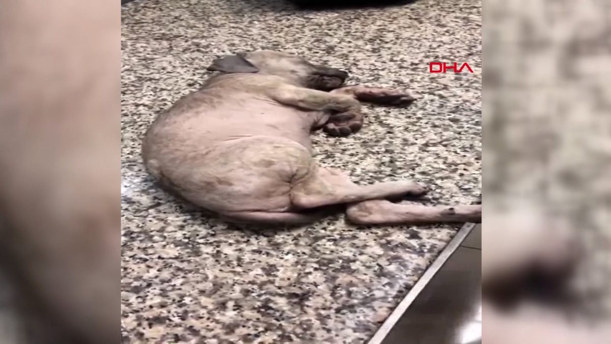 Manisa’da hayvana eziyet eden şahıs, para cezası ile serbest bırakıldı