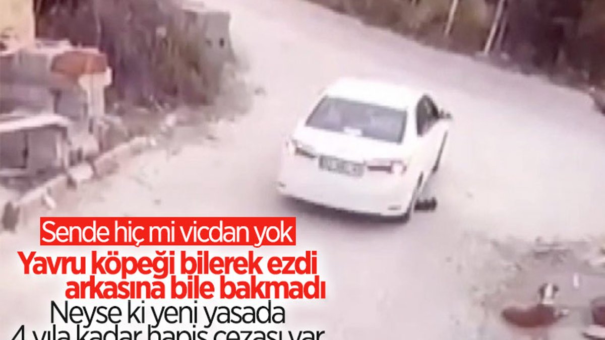Konya'daki sürücü, gözünün önündeki köpeği ezdi