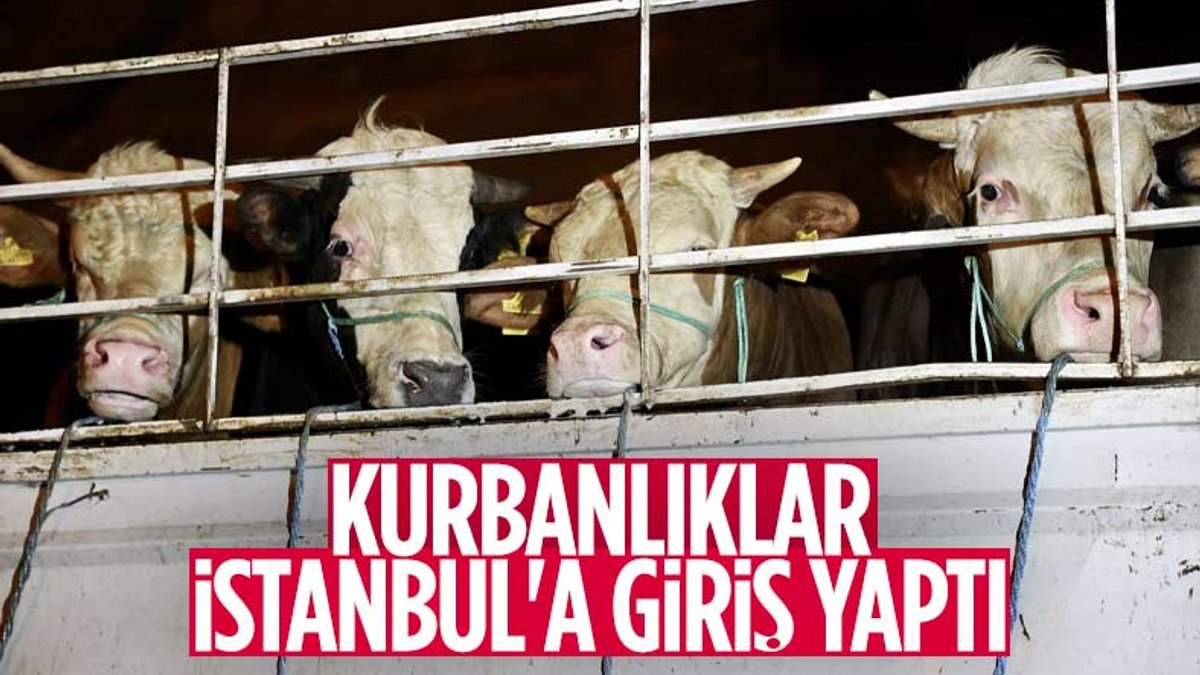 İstanbul’a kurbanlık hayvanların girişi başladı