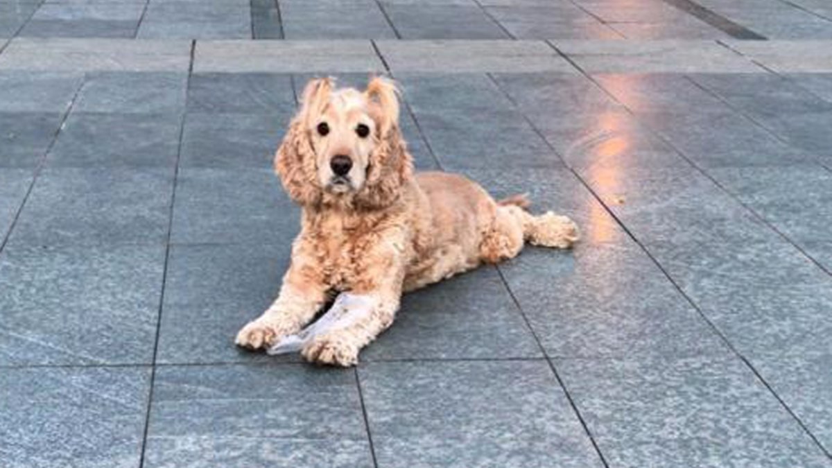Antalya'daki köpek, artık yaşamadığı evden uzaklaştırıldı