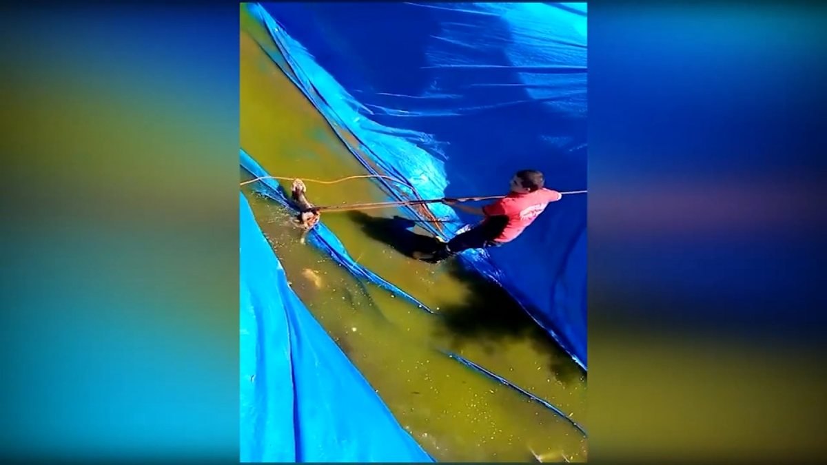 Mersin’de sulama havuzuna düşen tilki kurtarıldı