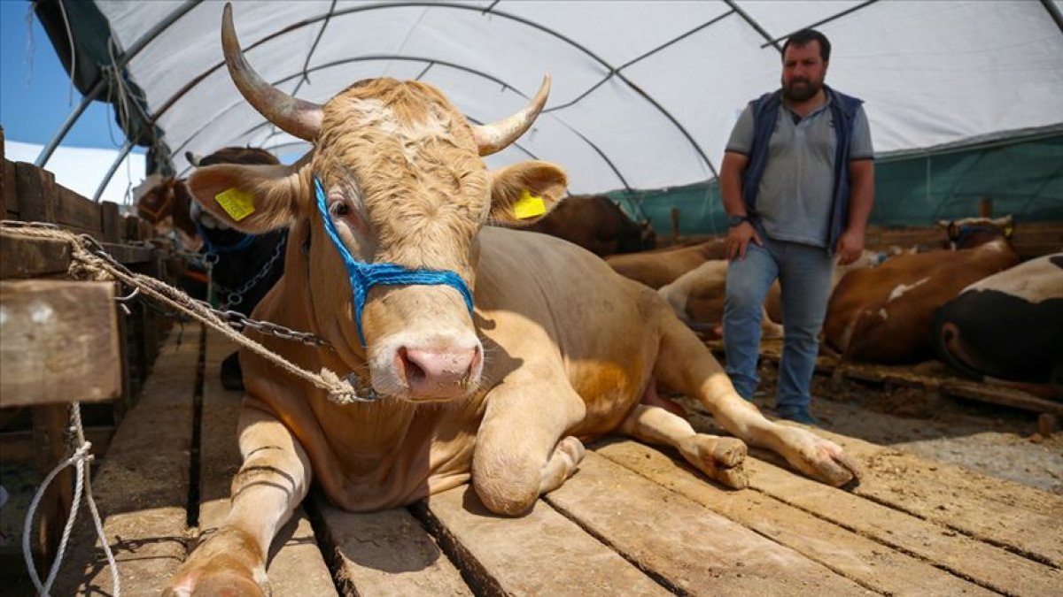 Kurban alacaklar dikkat! Mavi küpe ne anlama gelir? 2021 kurbanlıklara dair önemli bilgiler..
