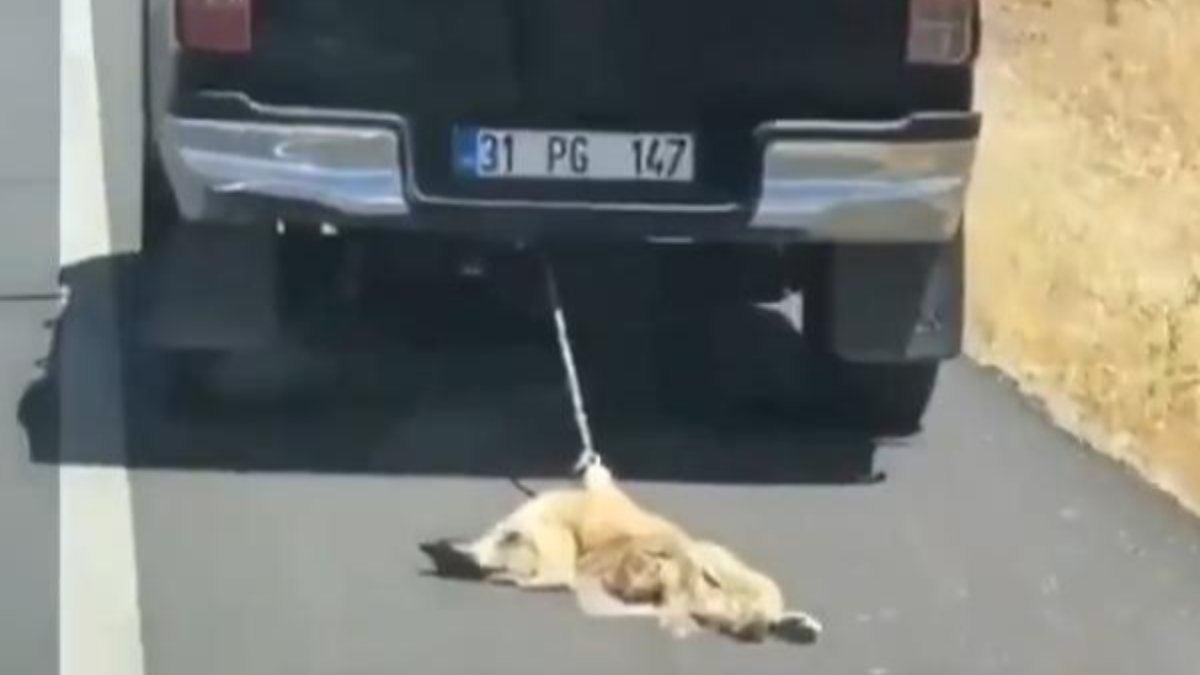 Şırnak'ta köpek, kamyonete bağlanıp sürüklendi