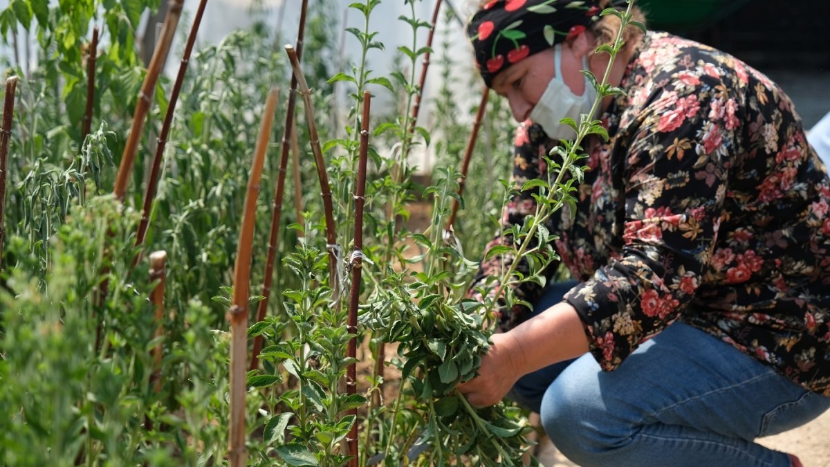 Giresun’da şeker otu olarak bilinen 'stevia' hasadı başladı