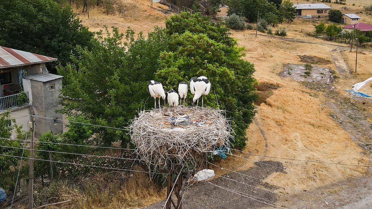 Tunceli'deki 'Kuşçu' köyünün leylek sakinlerinin sayısı artıyor