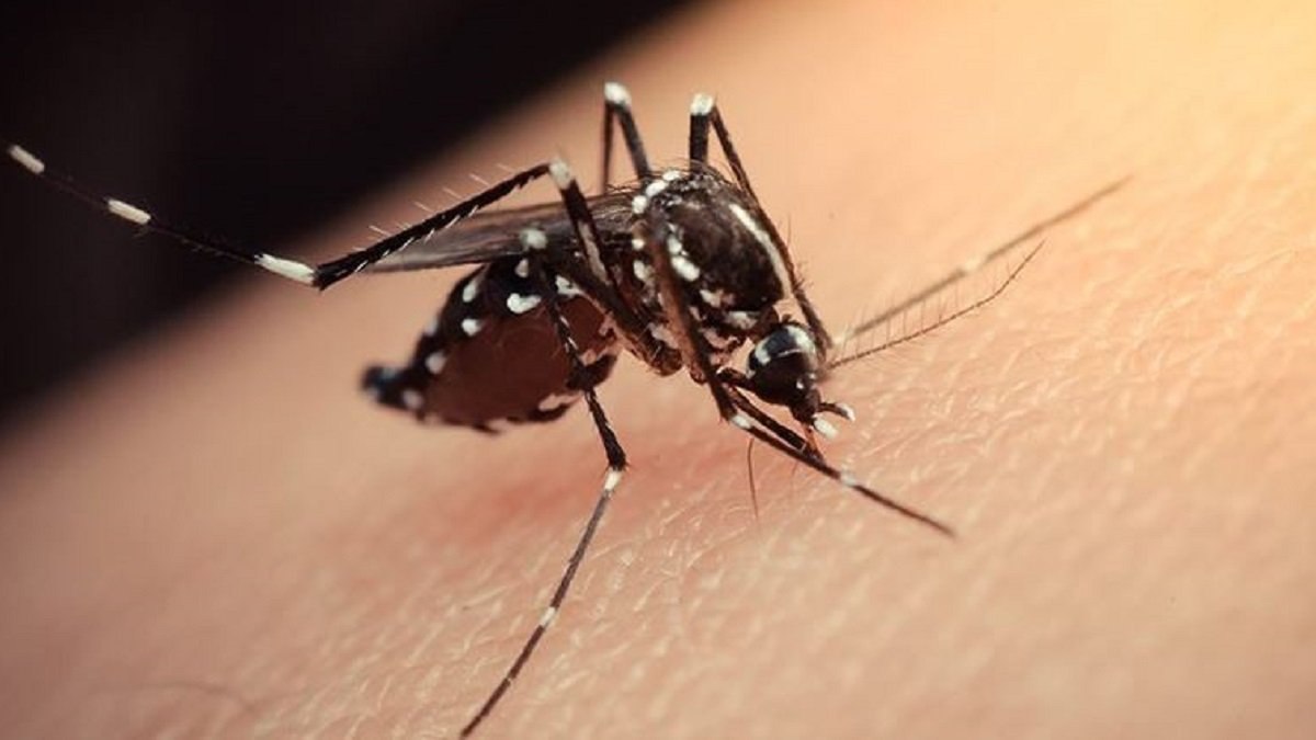 Kabus geri döndü! Zika virüsü nedir, belirtileri nelerdir? İşte tedavi yöntemleri...
