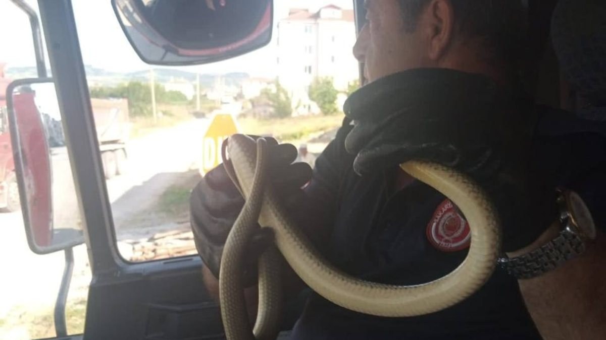 Sakarya'daki itfaiye, eliyle yakaladığı yılanı doğaya saldı