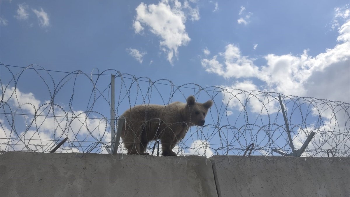 Ağrı'da sınırdaki duvarın üzerinde mahsur kalan yavru ayı kurtarıldı