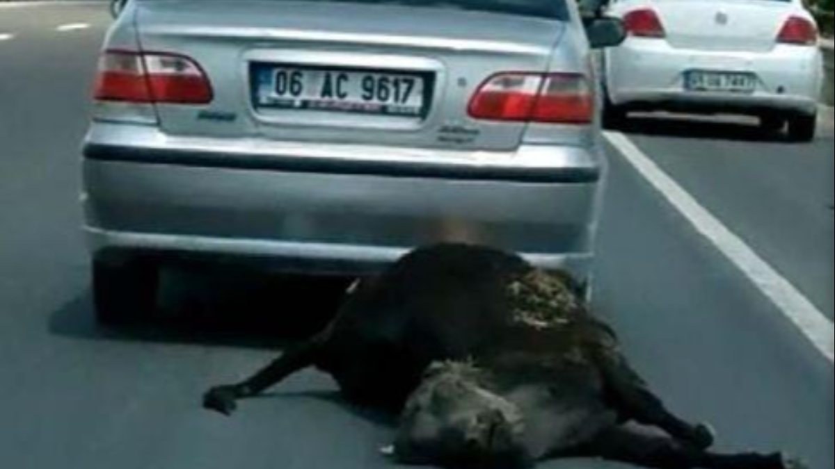Ankara'daki sürücü, ölü ineği aracın arkasında sürükledi