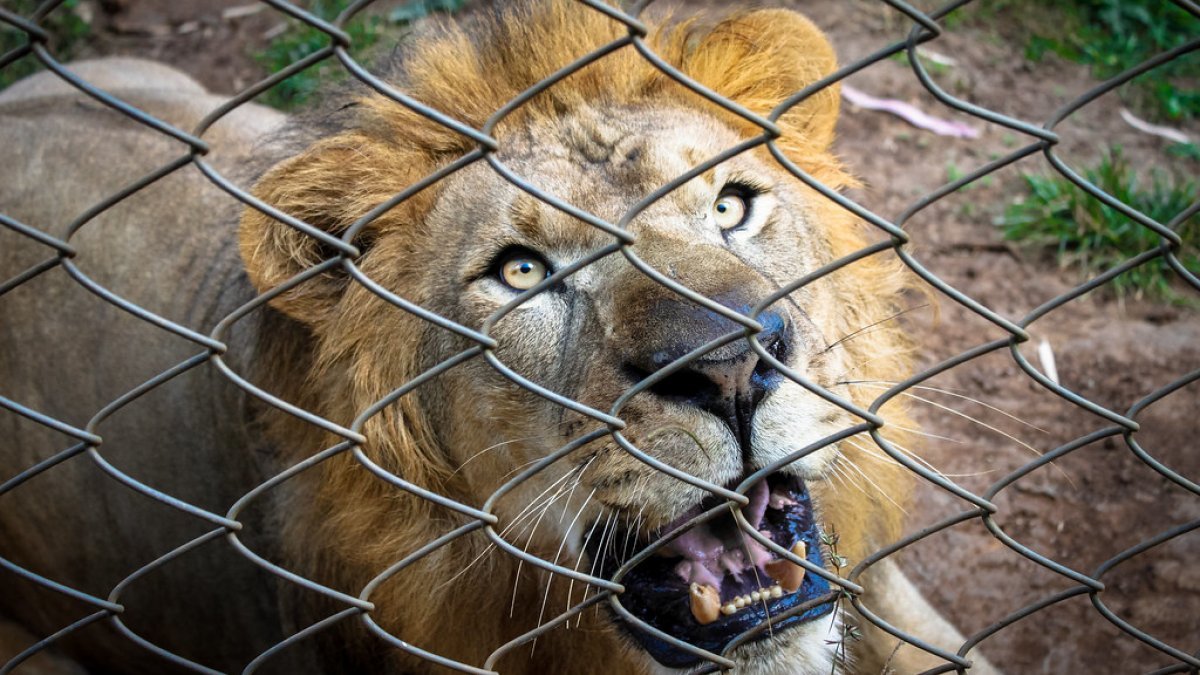 Gaziantep'te kafesini parçalayan aslan bakıcıyı yaraladı