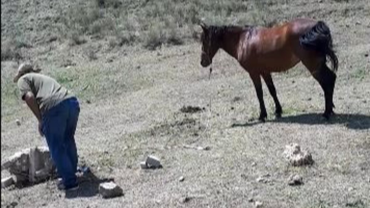 Ankara’da sahipsiz atları uygunsuz şartlarda alıkoyan şahsa ceza