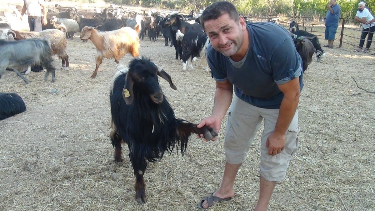 Antalya'da keçi 'Maraz' ile sahibinin pazarlığı gülümsetti