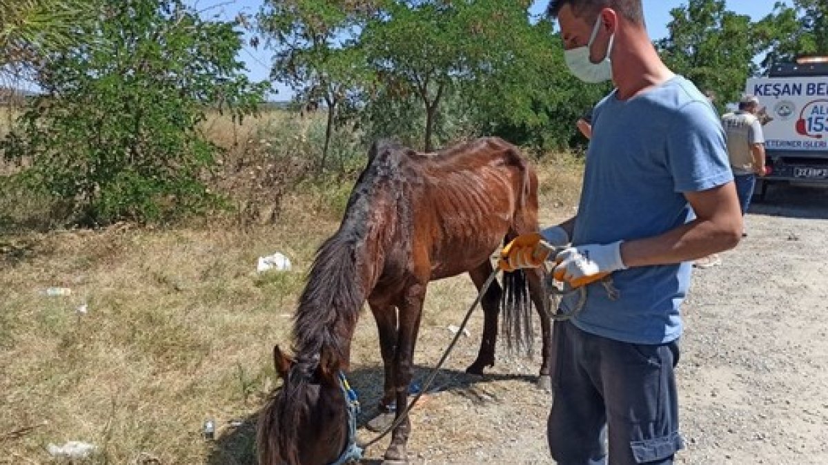 Edirne'de şiddet gören köpeği almaya giderken, eziyet edilen yaralı atı da kurtardılar