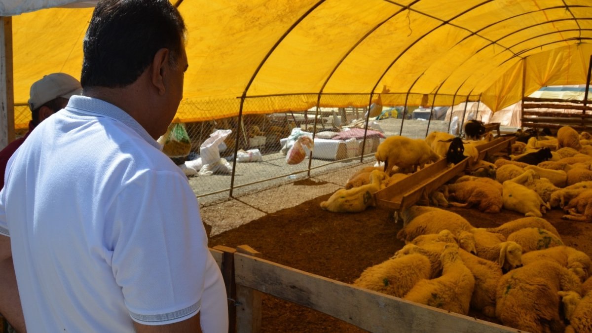 Küçükbaş kurbanın karkas ağırlığı en az 22 kilo olmalı