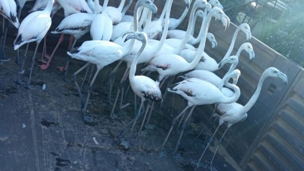 Antalya'da yasa dışı yollardan ele geçirdikleri flamingoların kanatlarını kestiler