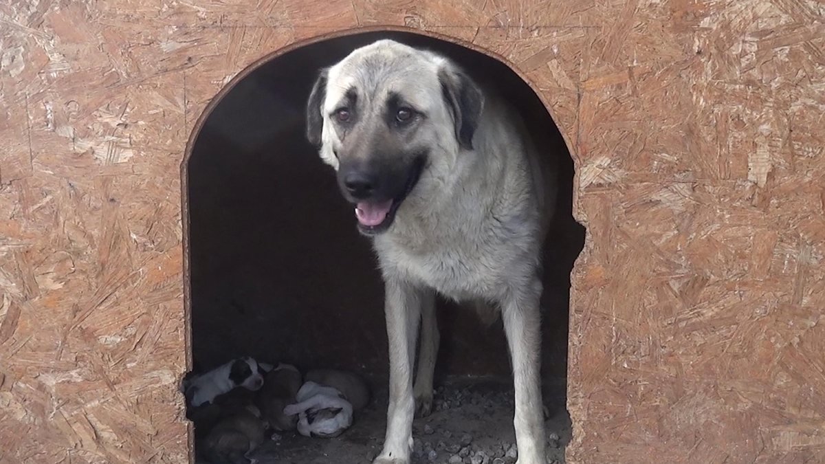 Erzurum'da annesiz kalan yavru köpeklere, süt anne verildi