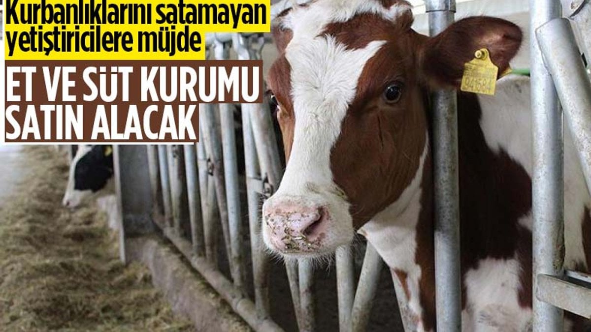 Satılamayan kurbanlıkları Et ve Süt Kurumu satın alacak