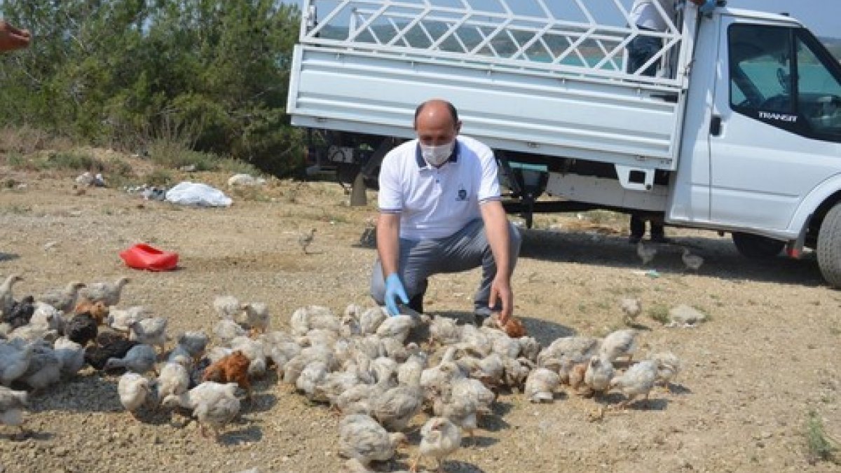 Seyhan Baraj Gölü’nde yüzlerce civciv ölüme terk edildi