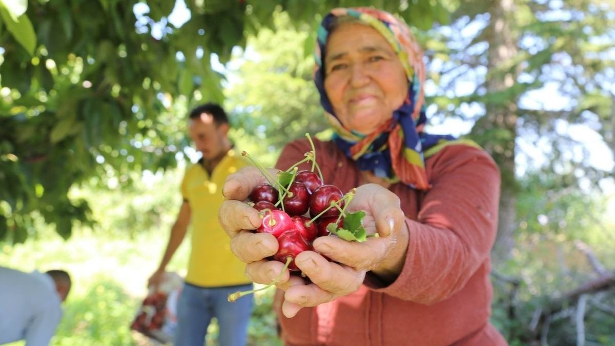 Konya'daki geç hasat kiraz, dünyadan rağbet görüyor