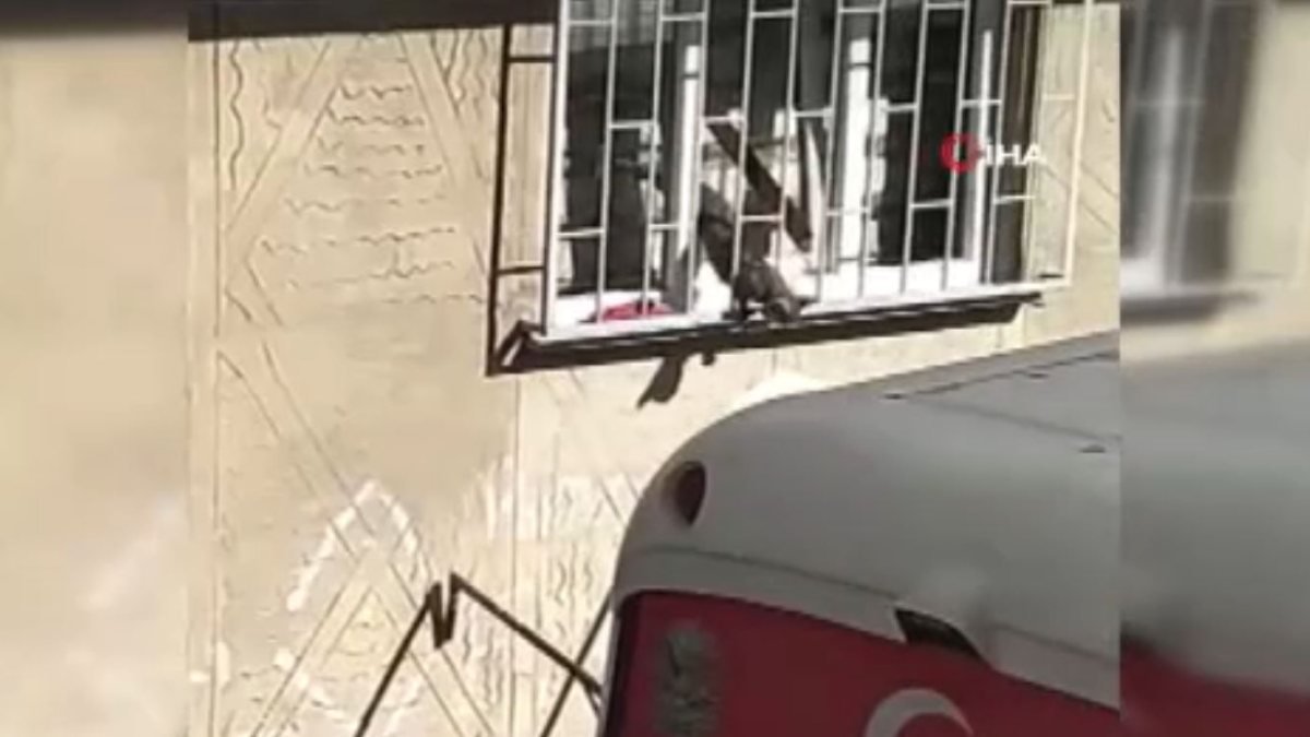 Avcılar’da pencereye sıkışan kedi yaşamını yitirdi