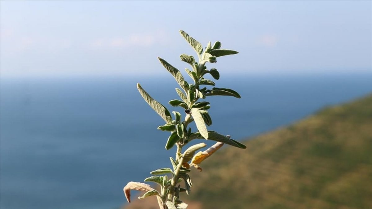 Ganos Dağı eteklerindeki ada çayı bölge halkına gelir sağlıyor
