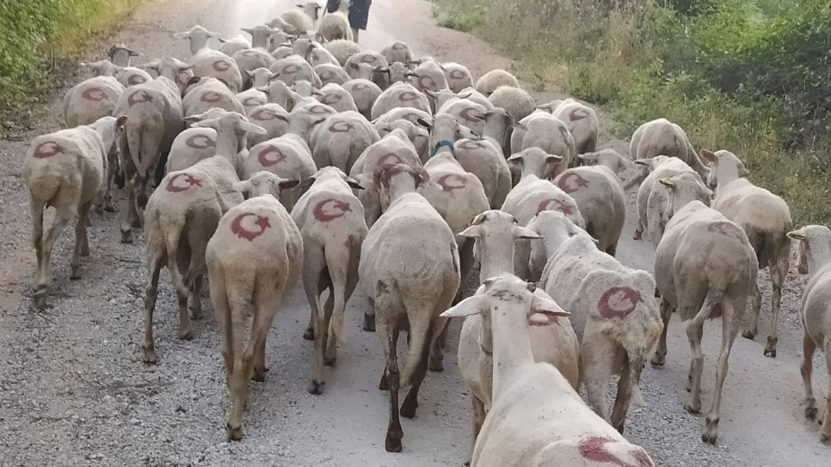 Sinop'ta ay yıldızlı koyun sürüsü