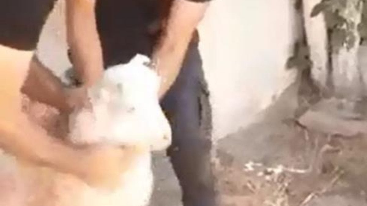 Van'da trafo ile duvar arasına sıkışan keçi kurtarıldı