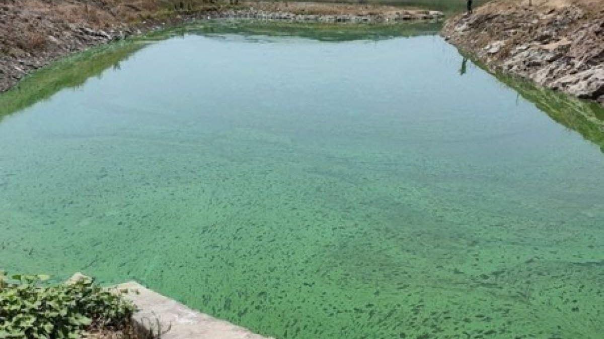Sazlıbosna Gölü yeşile döndü