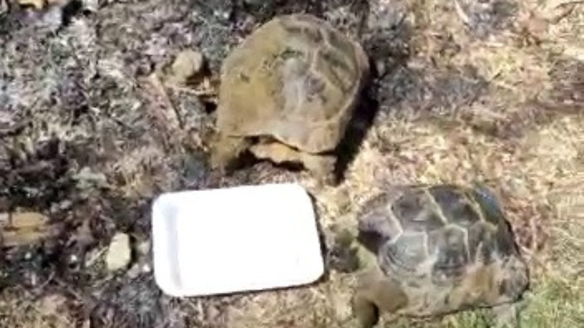 Osmaniye’de yangın bölgesinde kaplumbağalar suyla serinletildi