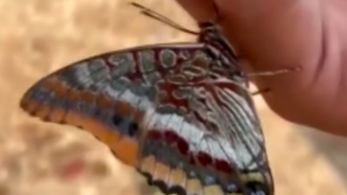 Antalya'da yangından kaçan kelebek, görevlinin elinden su içti