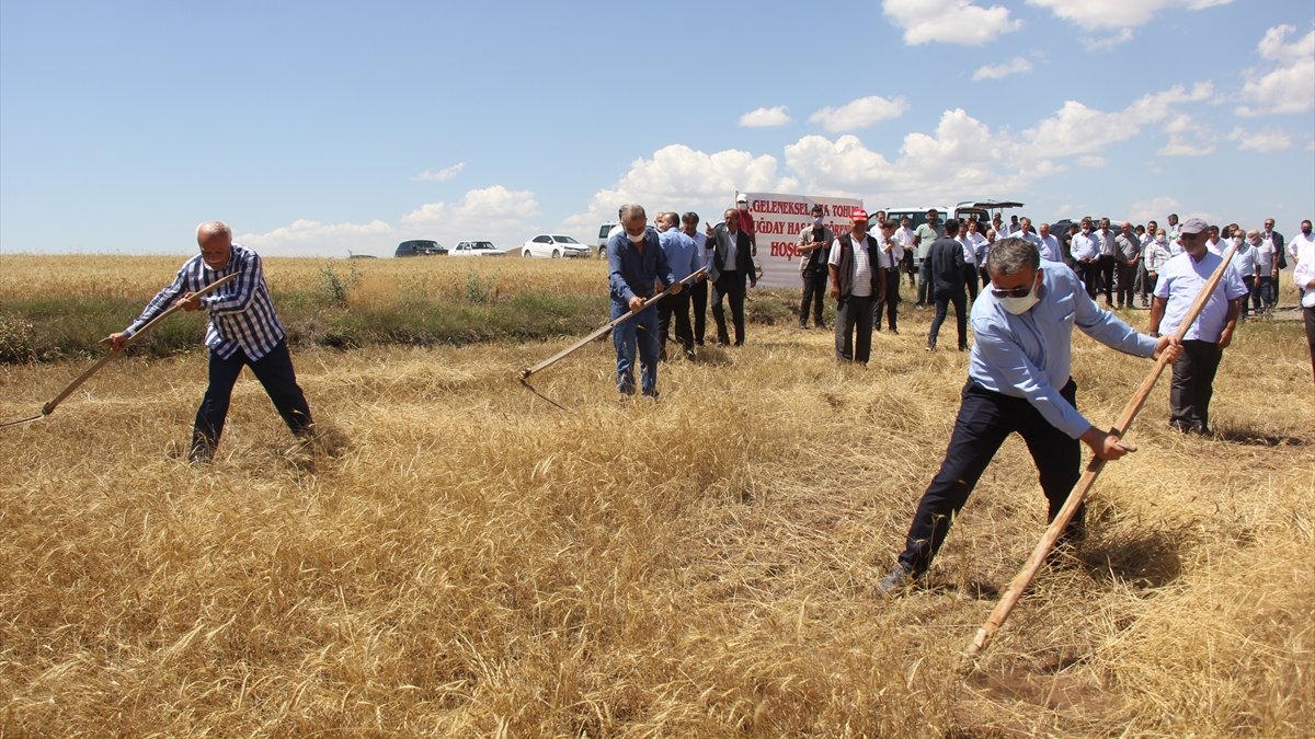 Sivas'ta metruk evde bulunan bir avuç ata tohumu buğdayın 500 dönüm hasadı yapıldı