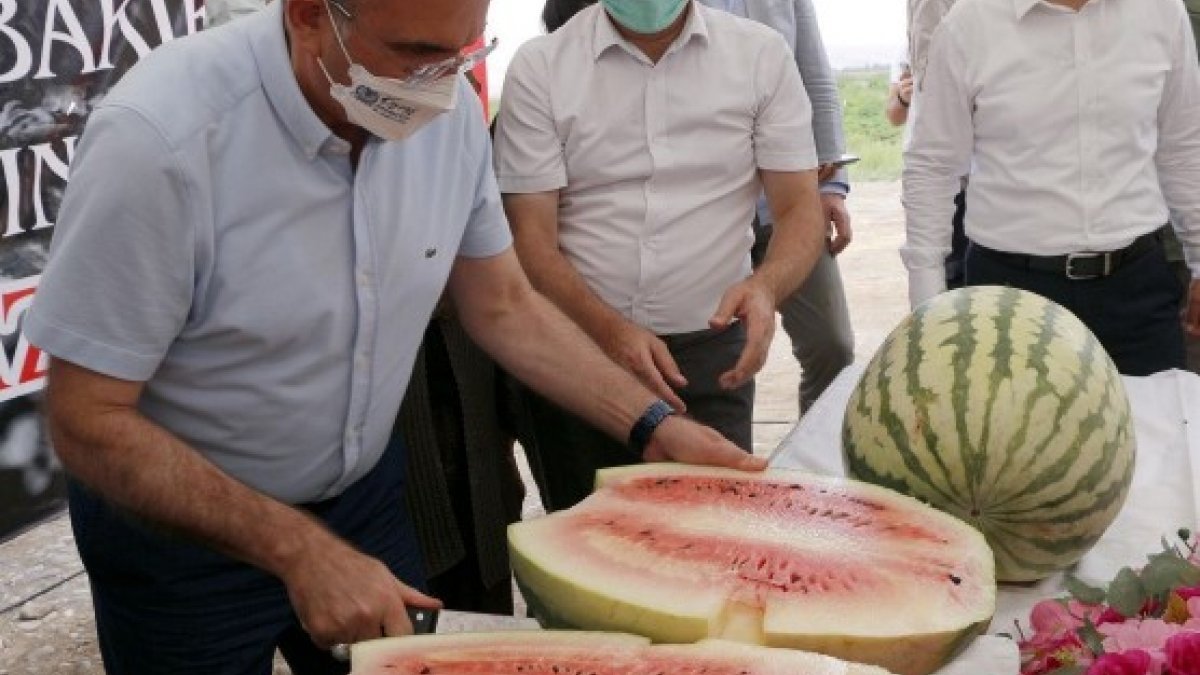 Diyarbakır Valisi, hasadı yapılan 45 kiloluk karpuzu kılıçla kesti