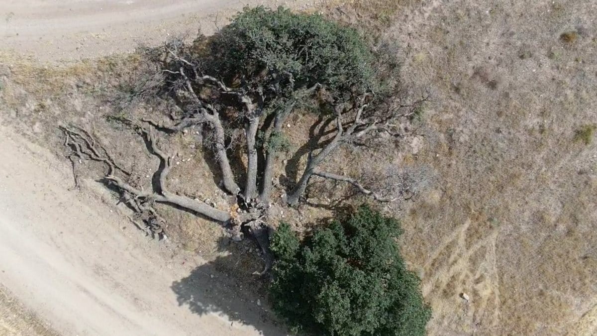 Kayseri'deki '7 kardeş' ağacına rivayetler nedeniyle kimse dokunmuyor