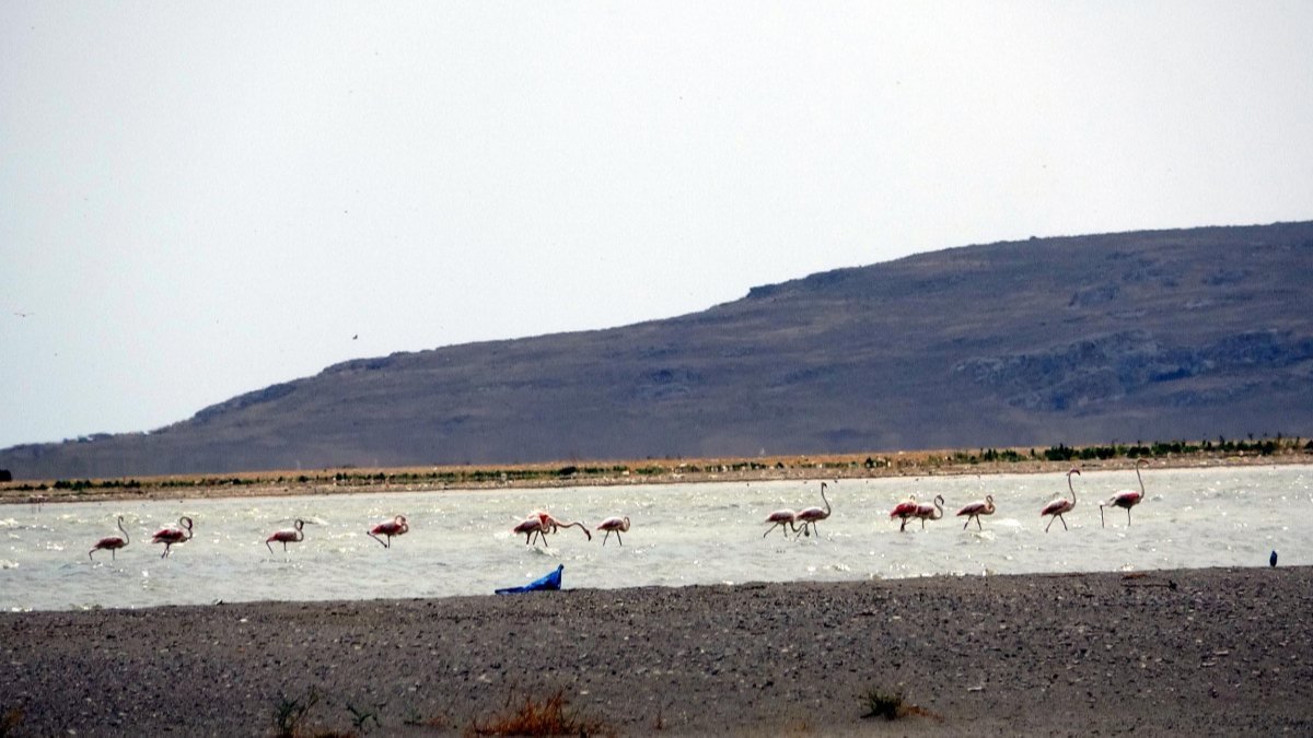 Van'daki göç güzergahını kullanan flamingolar, bu yıl yer değiştirdi