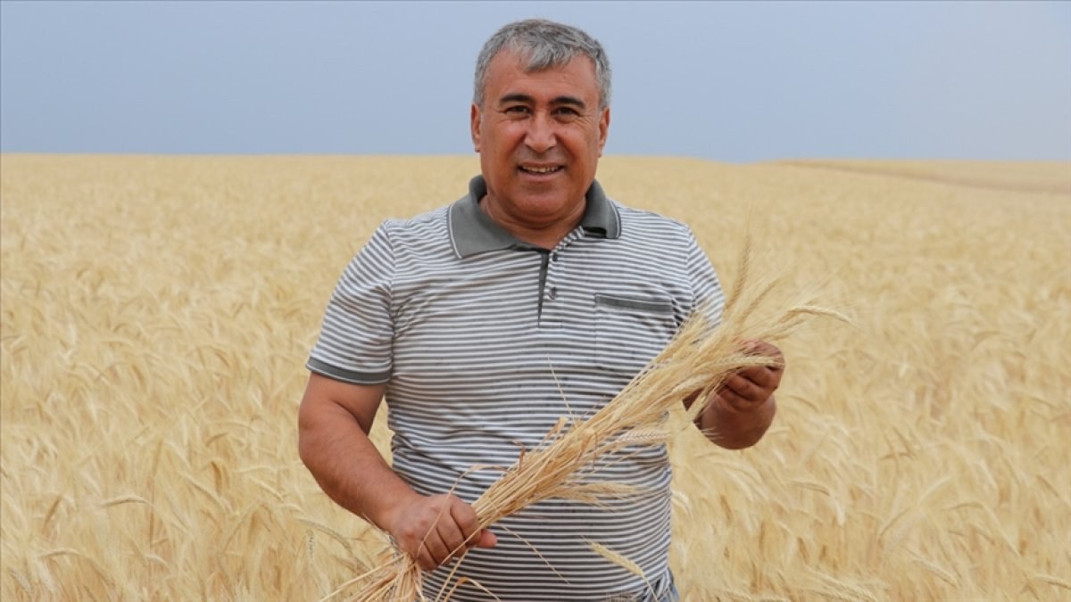 Sivas'ta buğdayın alternatifi tritikale kuraklığa rağmen üreticisini mutlu etti