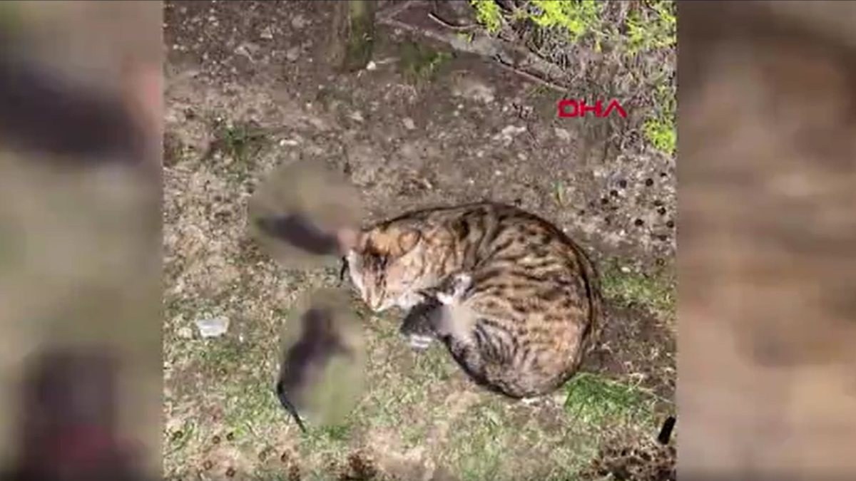 Başakşehir’de kürekle 4 kediyi öldüren şahsın hapsi istendi