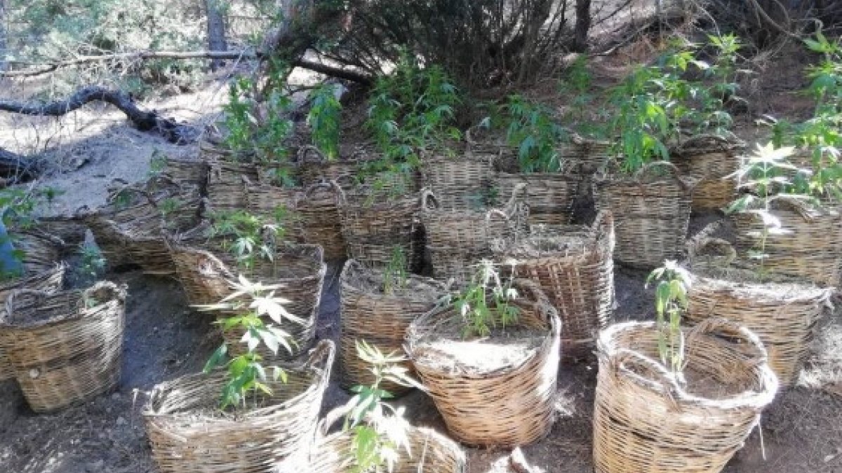 Manisa’da sepet içinde yetiştirilen 78 kök kenevir yakalandı