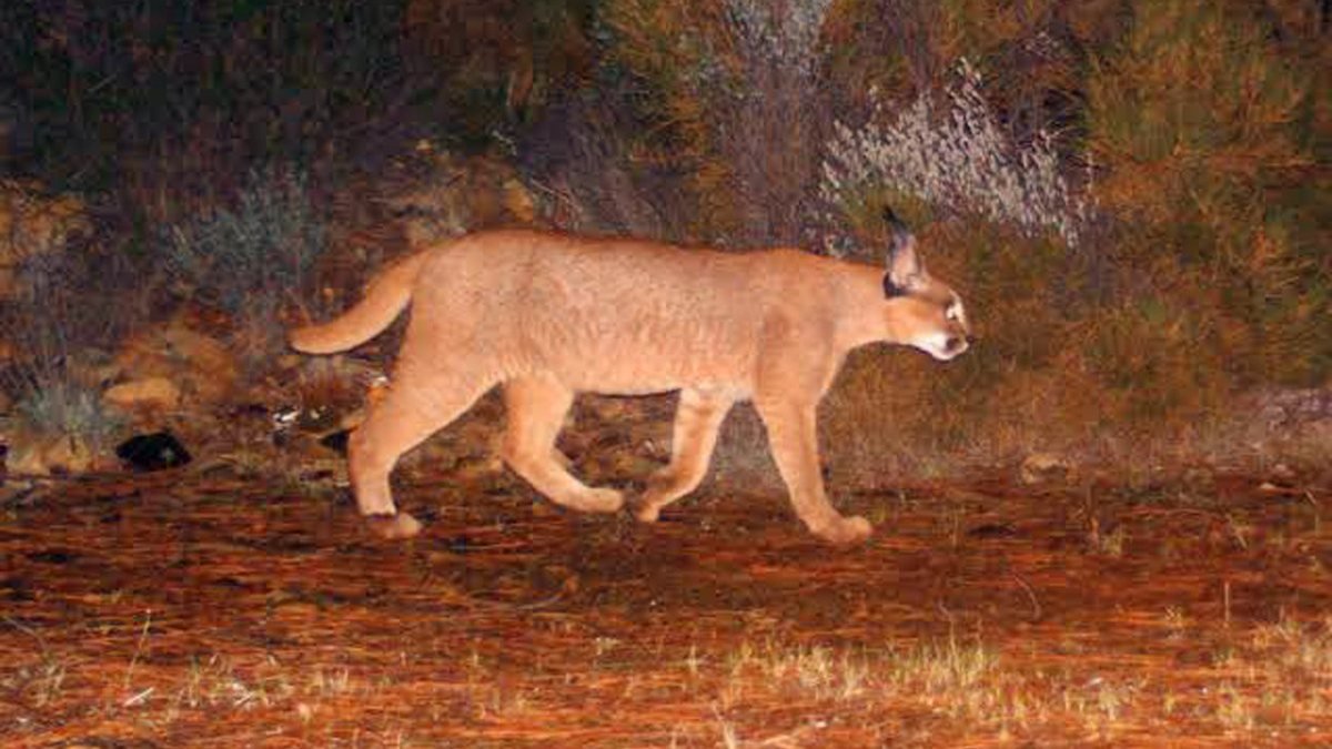 Muğla'da yaban kedisi habitatının tamamı yok oldu